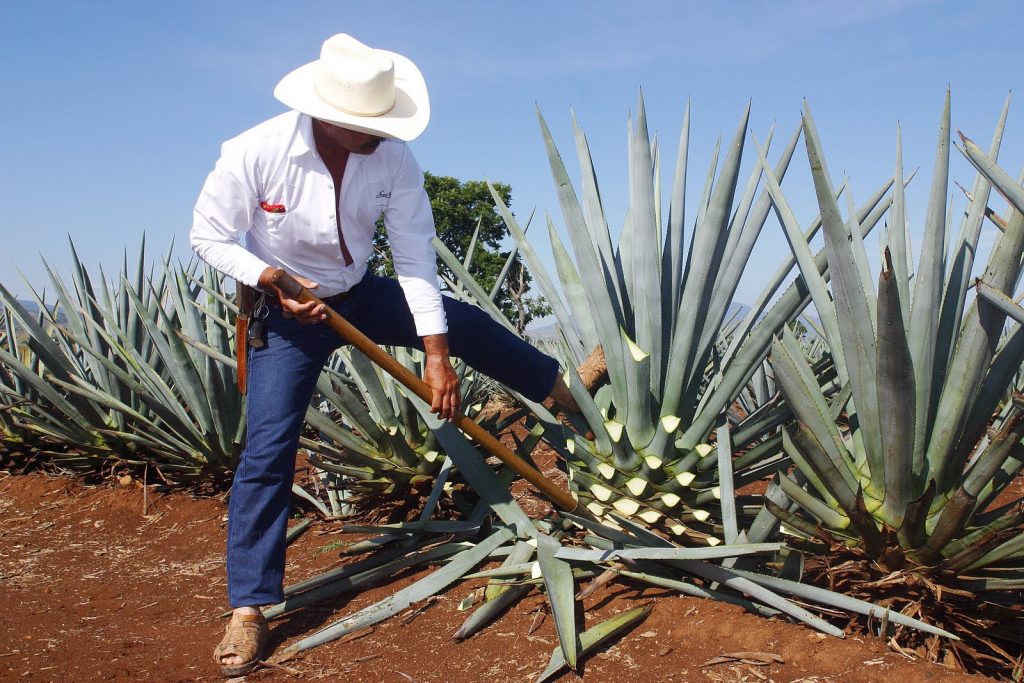 Producteur Agave