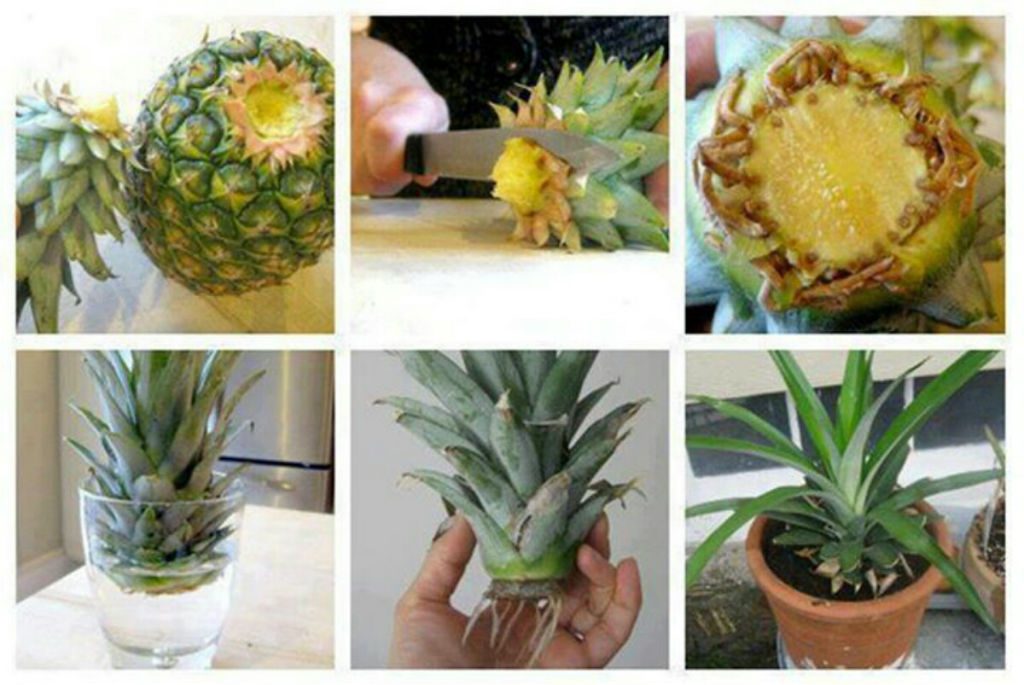 How-to-grow-your-own-pineapple