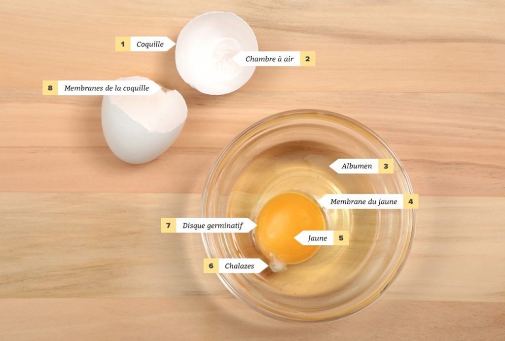 egg-anatomy-FR2