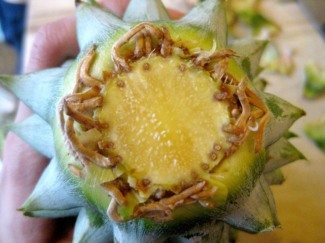 faire-pousser-un-ananas-avec-la-tête-racines