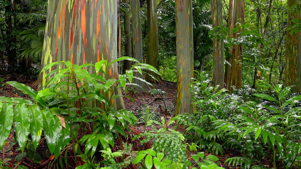 Colorful tree trunks of the Rainbow Eucalyptus (Eucalyptus deglupta) at the Keanae Arboretum along the road to Hana in Maui, Hawaii