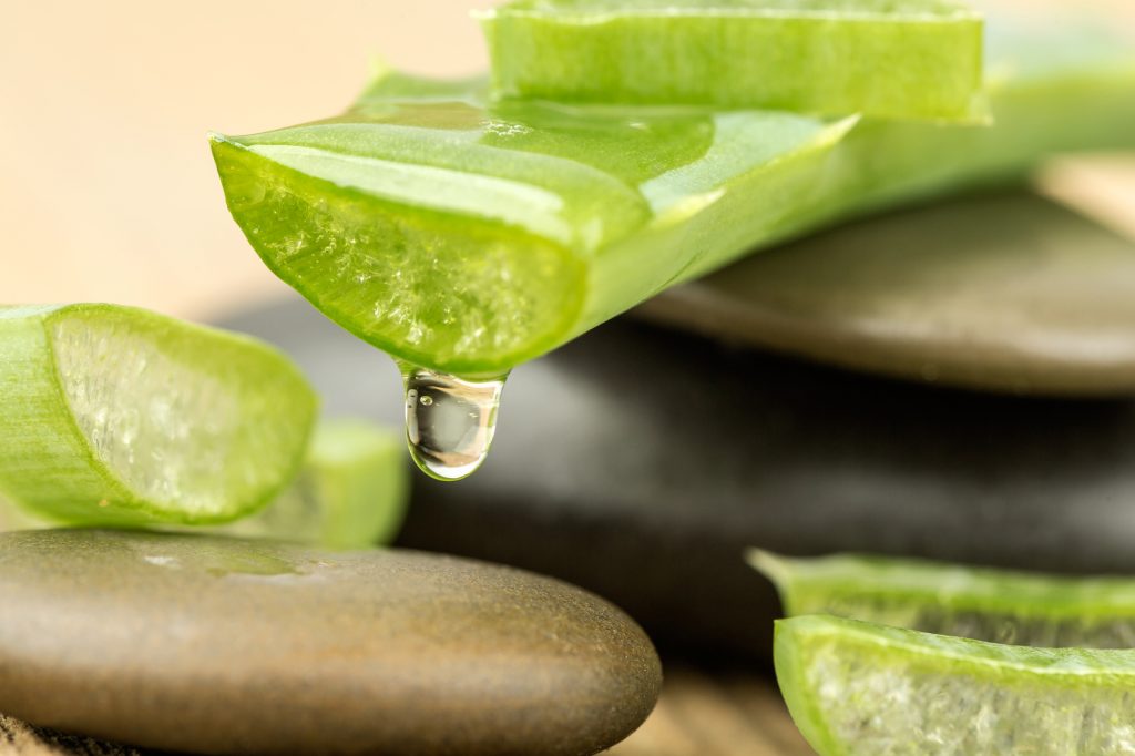 Aloe Vera (Aloe barbadensis Mill.,Star cactus, Aloe, Aloin, Jafferabad or Barbados) a very useful herbal medicine for skin treatment and use in spa for skin care.