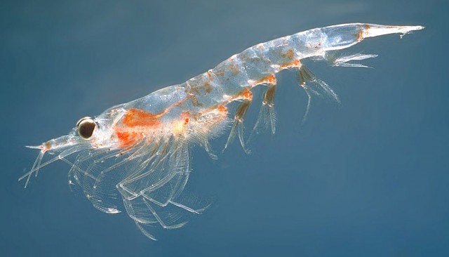 huile-de-krill