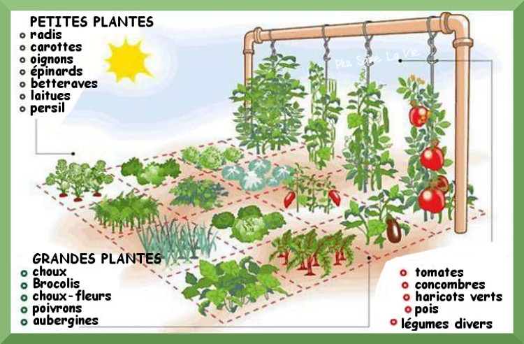 comment planter son potager