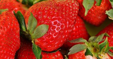 fraises fraîches