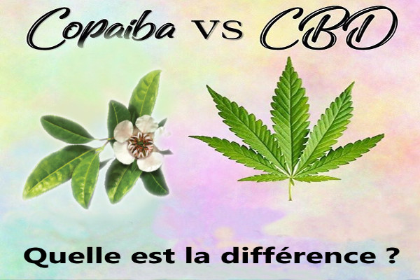 copaïba vs CBD