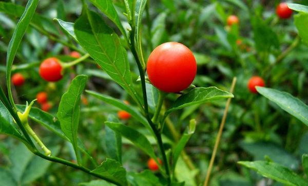 plantes adaptogènes 