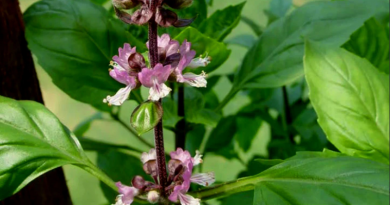 plantes adaptogènes