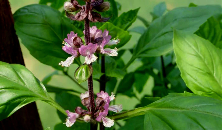 plantes adaptogènes