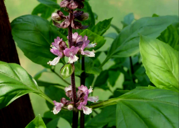 plantes adaptogènes 