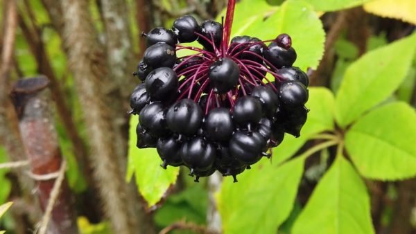 plantes adaptogènes 