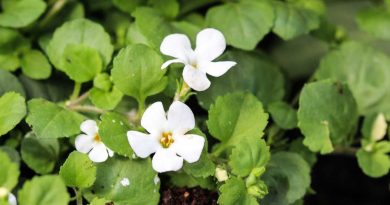 bacopa monnieri