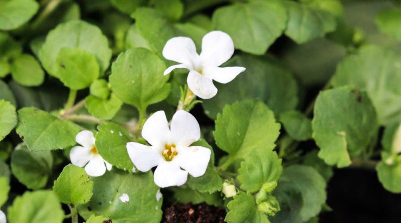 bacopa monnieri