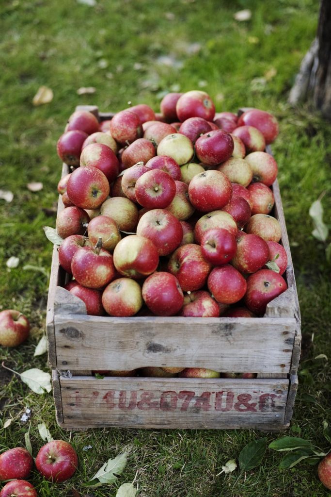 fruits et légumes d'automne