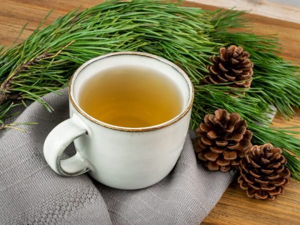 tisane aux aiguilles de pin