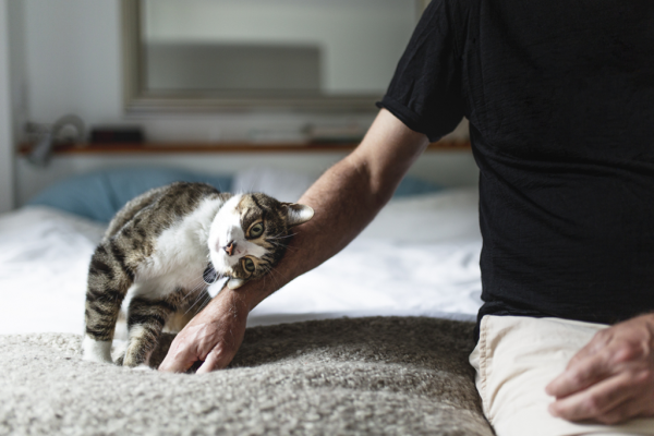 votre chat vous aime