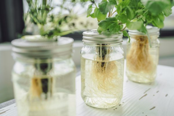 plantes aromatiques