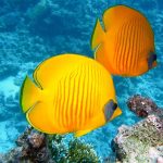 Image Pixabay Monde sans poissons