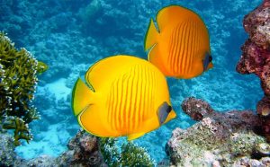 Image Pixabay Monde sans poissons